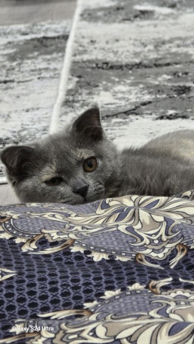 Продаётся скотч страйт