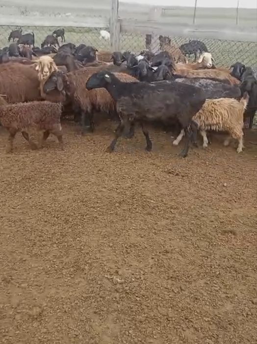 Үш жасар ірі ісек