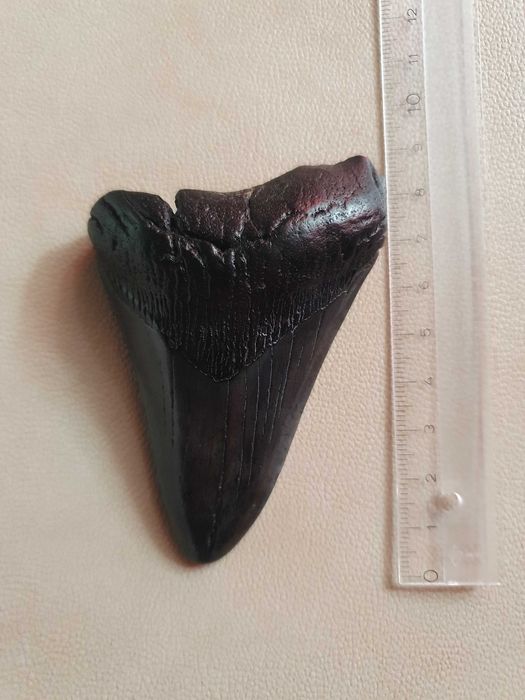 Fosila rara de Megalodon cu vitrina muzeu de prezentare