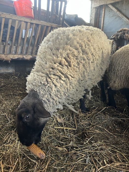 Vand  sau schimb berbec suffolk varsta 2 ani