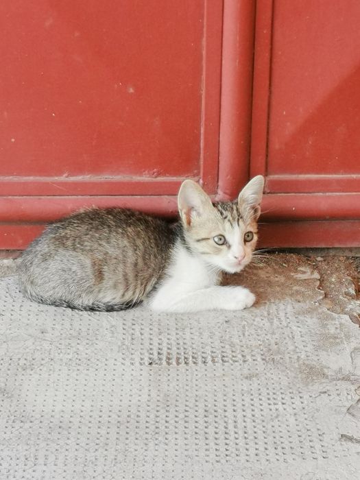 Pisici 8 săptămâni