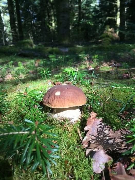 Суха борова манатарка, пачи крак