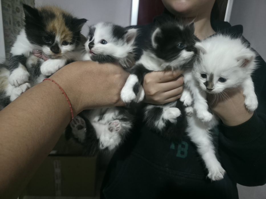 Отдадим котят в Боралдае