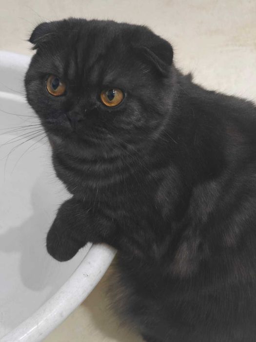 Кот шотландский девочка
