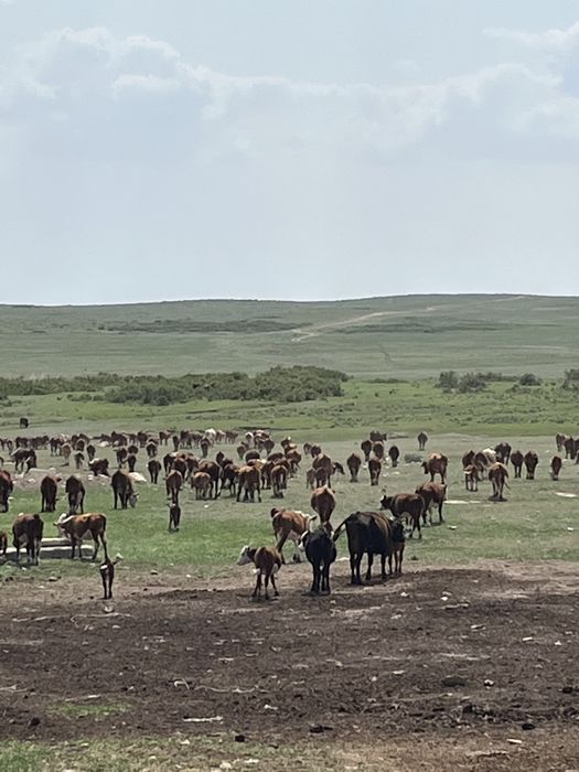 Действующие фермерское хозяства қыстақ