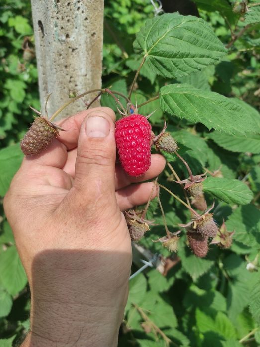 Butasi zmeura  laszka