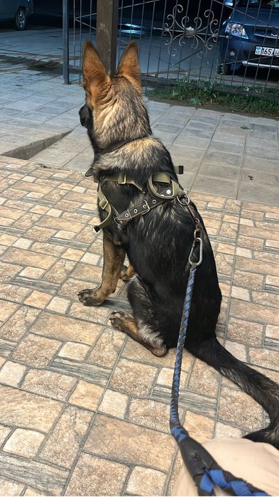 Немецкая овчарка