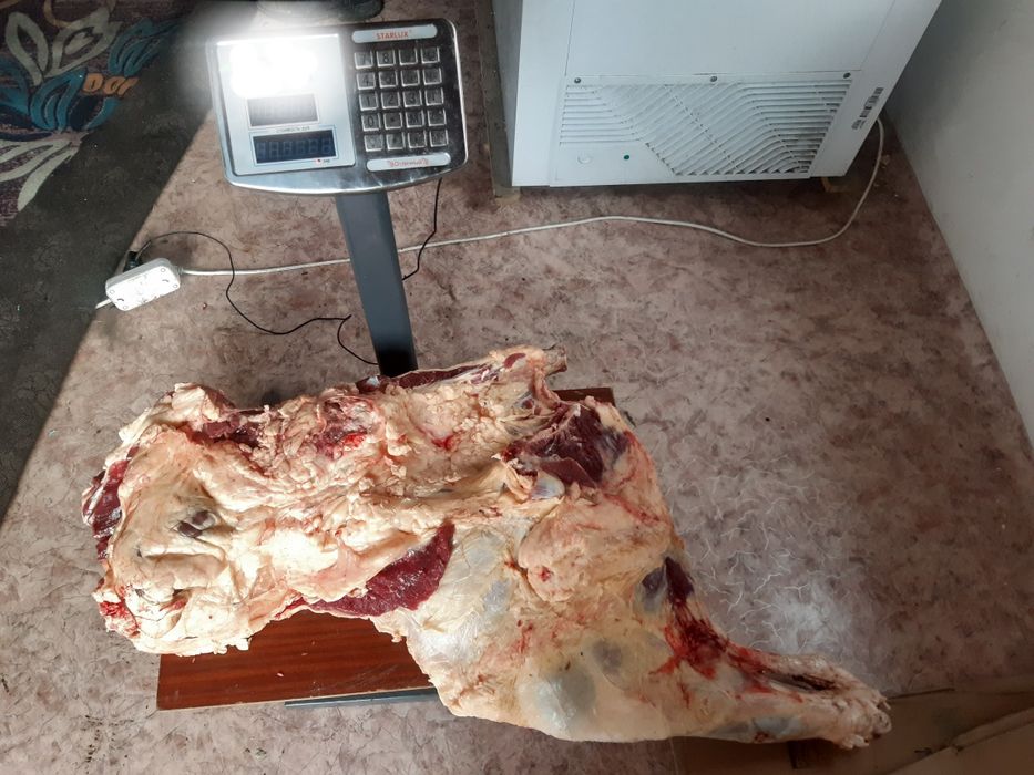 Жылқы ,сиыр еті сатылады!