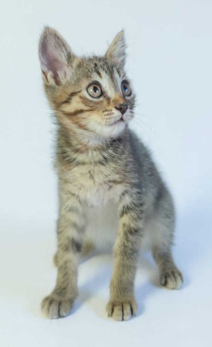 ищу дом для котят