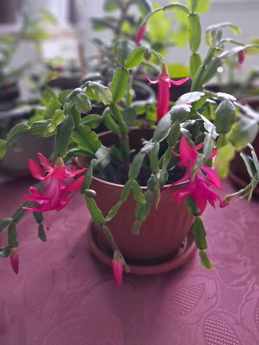 Стайни растения - Коледниче ,Кактуси, Шефлера