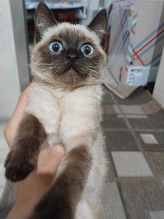 Кошка продам кордай