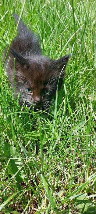 Отдам котят бесплатно