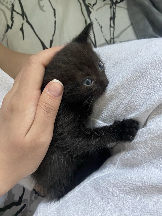 Отдам котенка даром