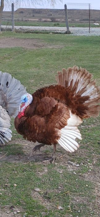 Disponibile oua de curci bourbon si splash!!