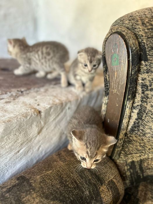 Оддам котят шотладский вислоухи