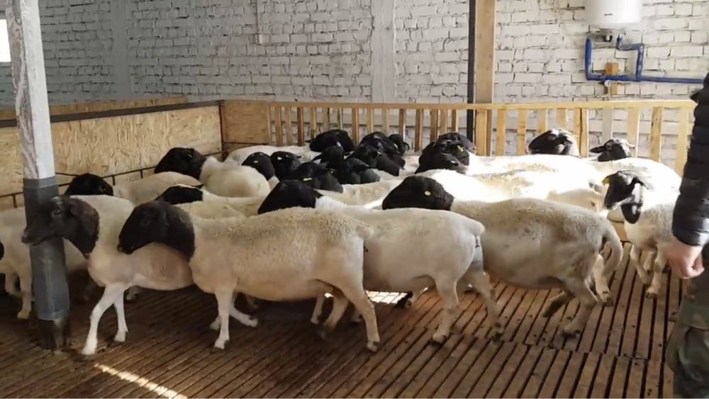 Чистокровные дорперы,  дорпер