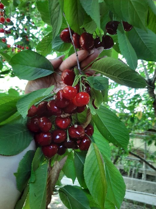 Особняк на Химпаселке