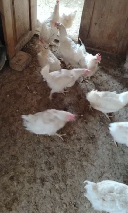 Loman sendi tovula sotiladi