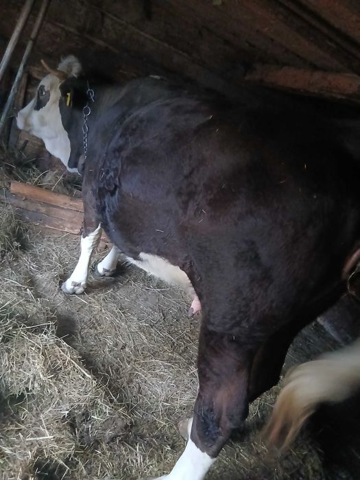 Vând Junincă Gestantă