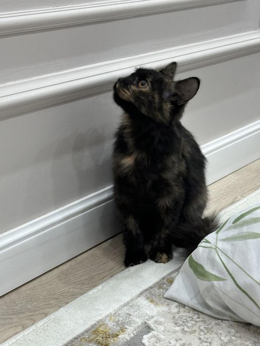котенок в добрые руки