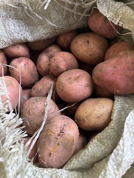 Продам картошку