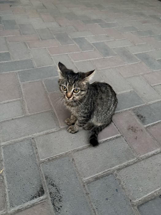 Отдам кошку в хорошие руки