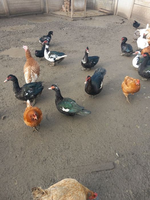 Vând rațe romanești