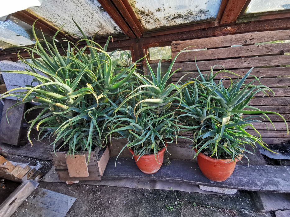 De vânzare plante Aloe Vera