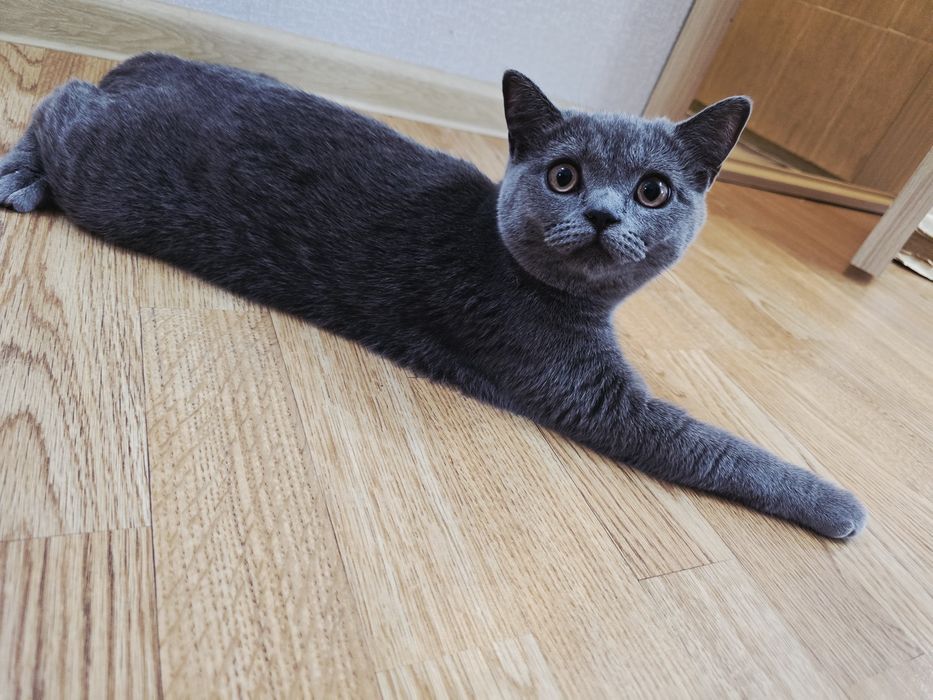 Продам котенка британец