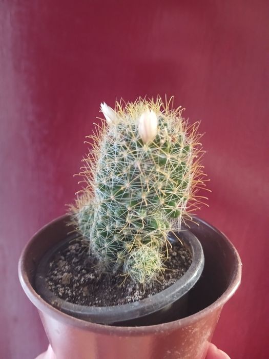 Продам цветущий кактус