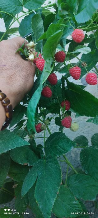 Малина заказ malina zakaz