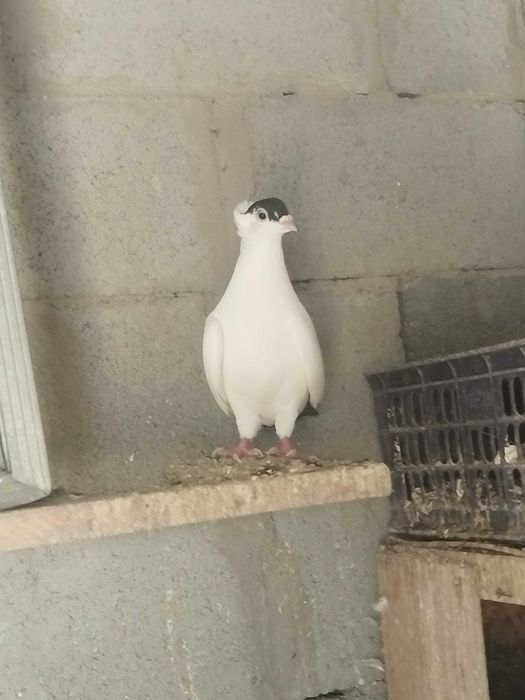 Московский монах