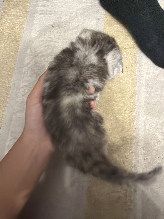 шотладский вислоухий котенок