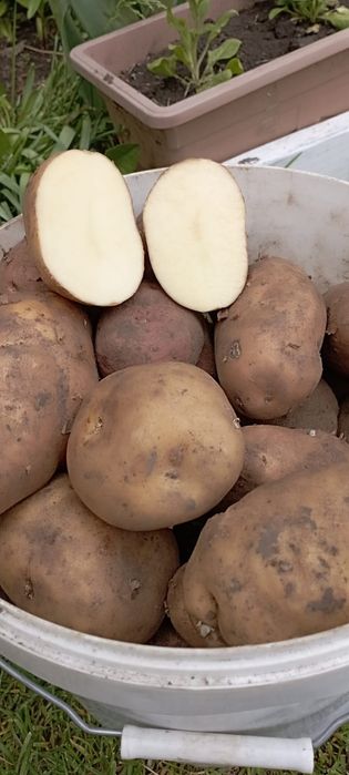 Продам картофель,есть семенной