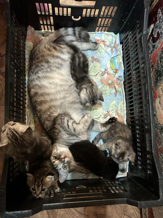 Отдам котят в добрые руки !