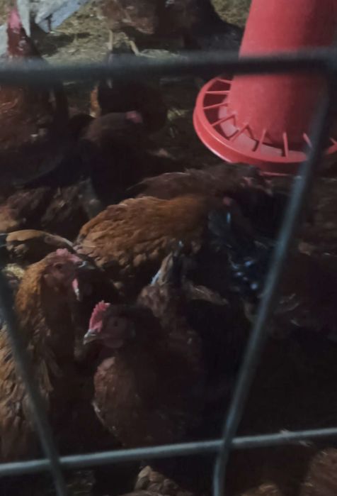 Куры цыплята яйца  Хан Хяп для инкубации