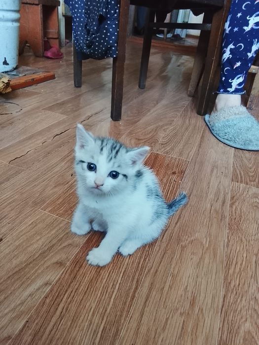 Отдам двух котят