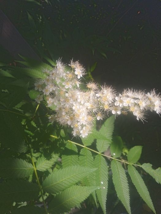 Рябинолист декоративный кустарник