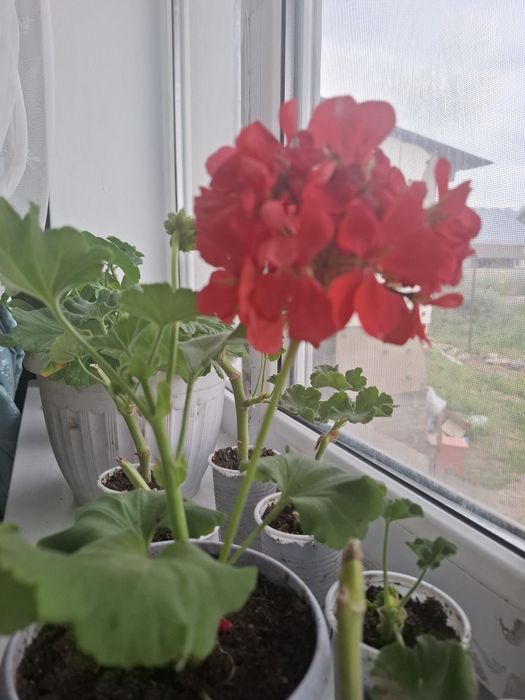Продам комнатные цветы