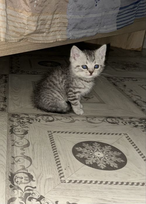 Продам котенка мальчика