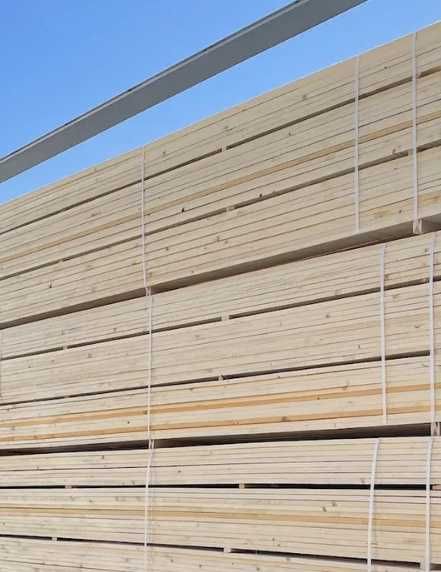 Cherestea Scandura Tivita Uscata Brad Molid