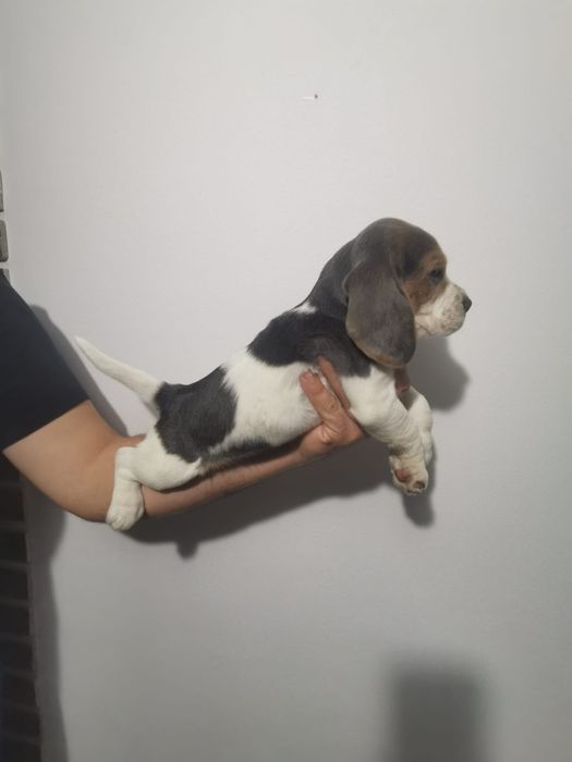 Rezervări beagle blue