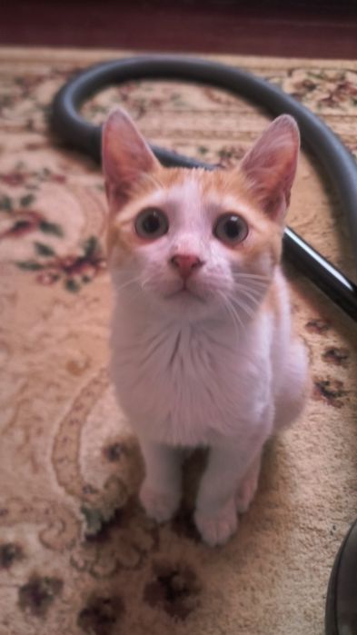 Отдам котенка ,огонек