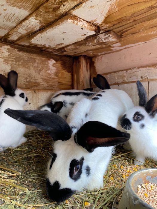 PUI Fluture german din tata cu certificat de origine tatuat