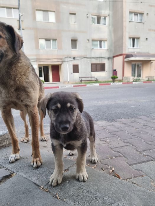 Adopție pui de cățel