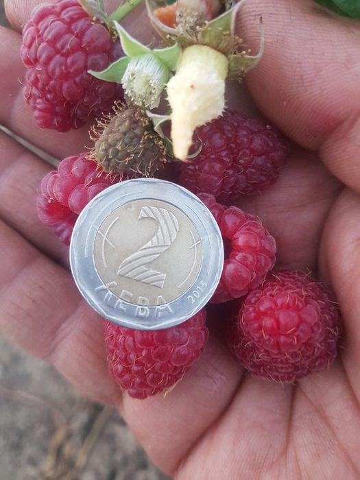 Разсад ранни и есенни малини