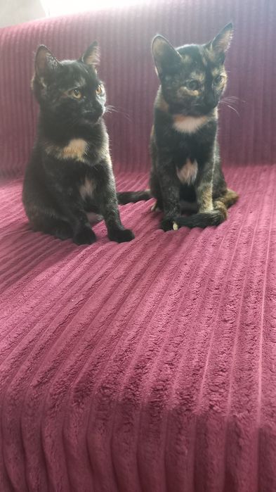 Отдам котят, девочки
