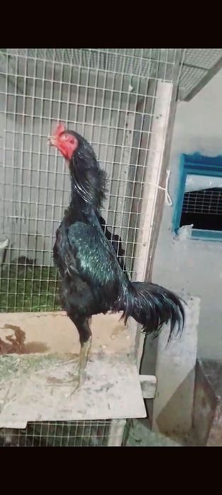 Ветнам тайго микс