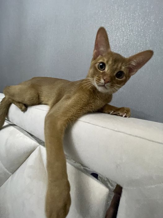 Кот для Вязки  абиссинец