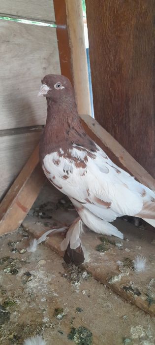 100.000 sõm kami bor